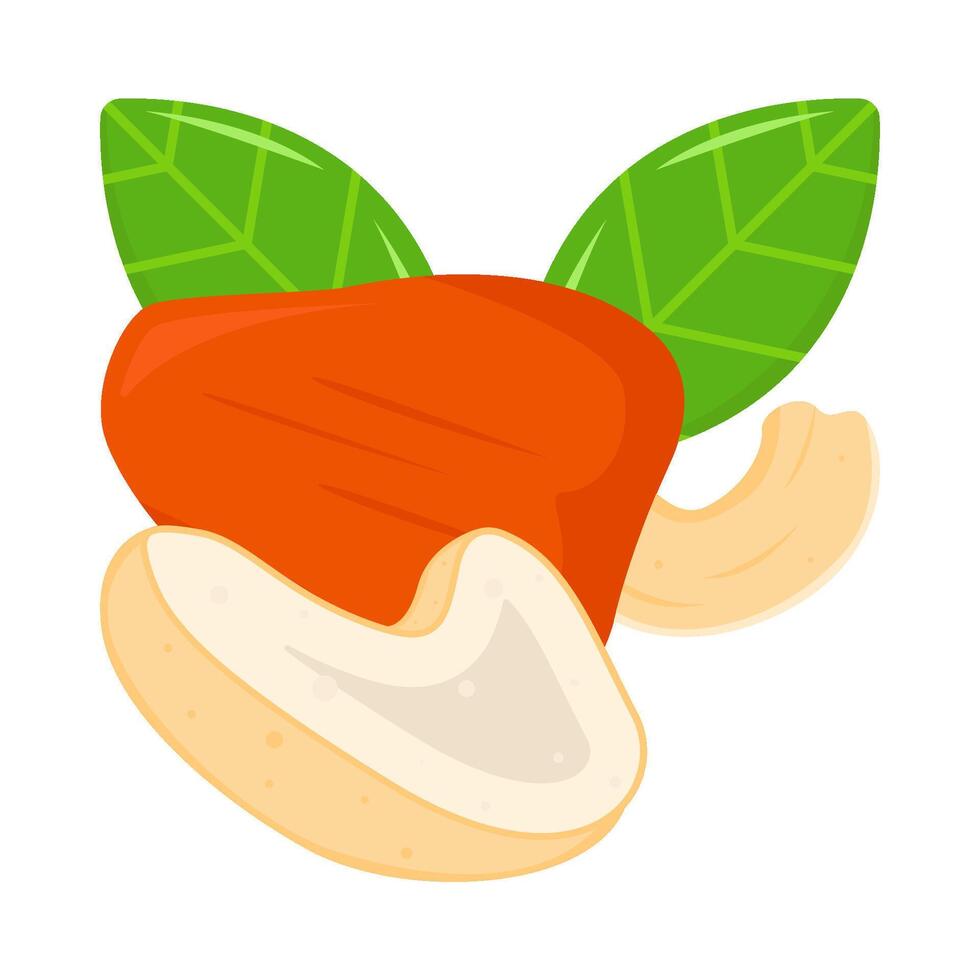 cashew fruit with cashew nuts illustration vector