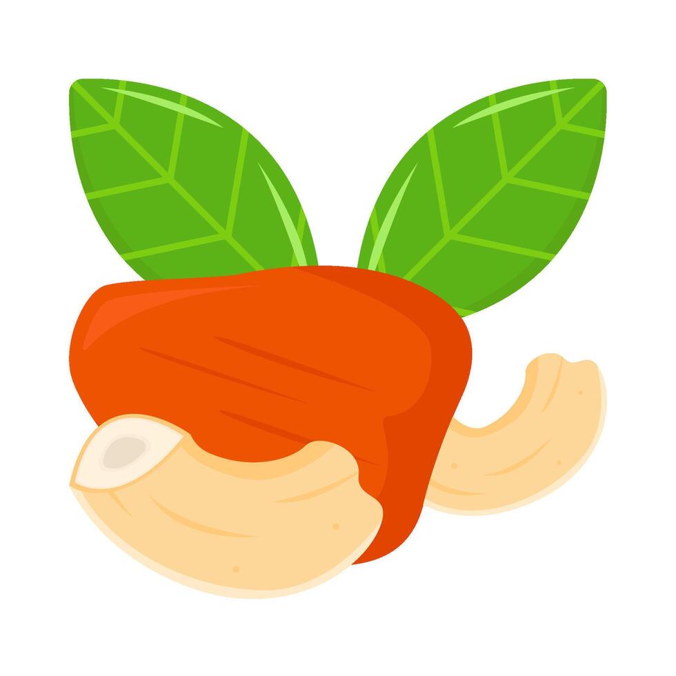 cashew fruit with cashew nuts illustration vector