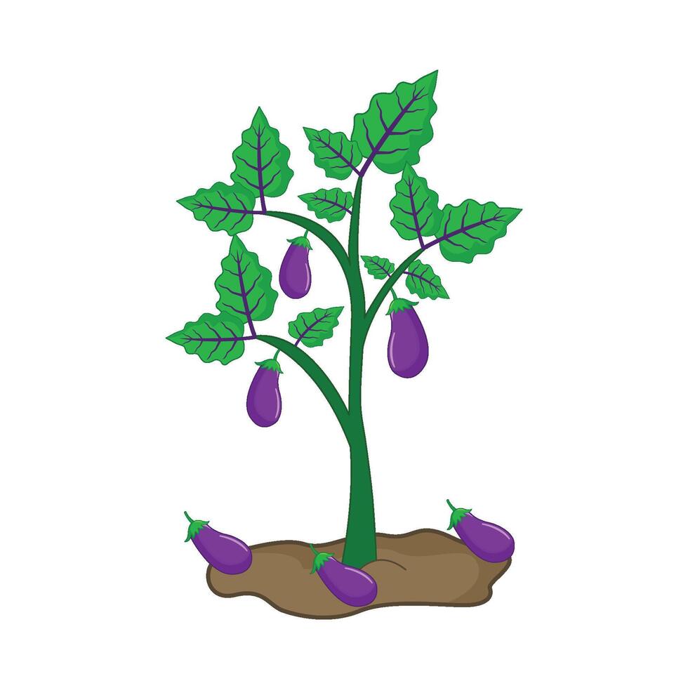 eggplant tree illustration vector