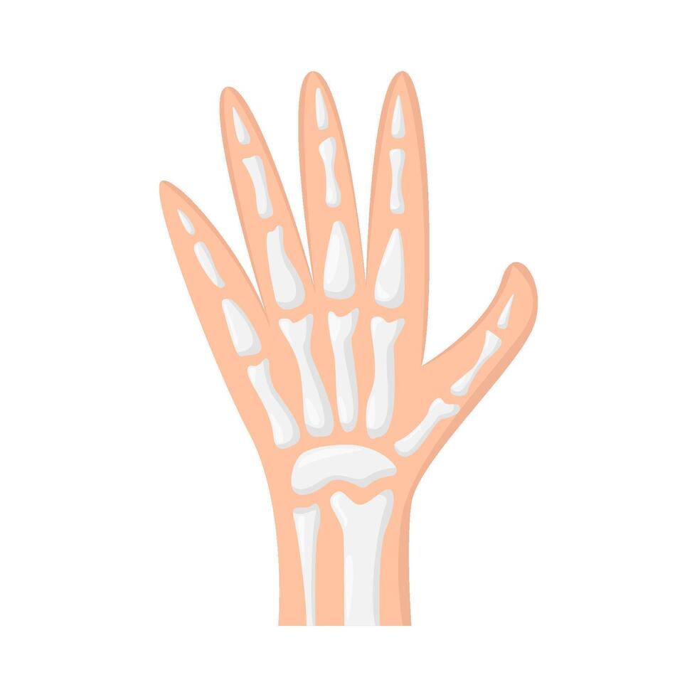 hand bone human illustration vector