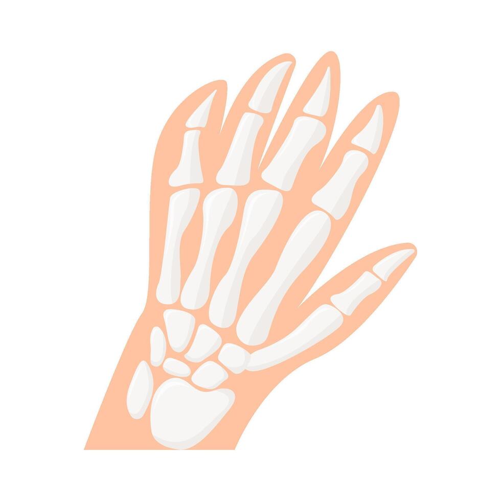 bone hand illustration vector