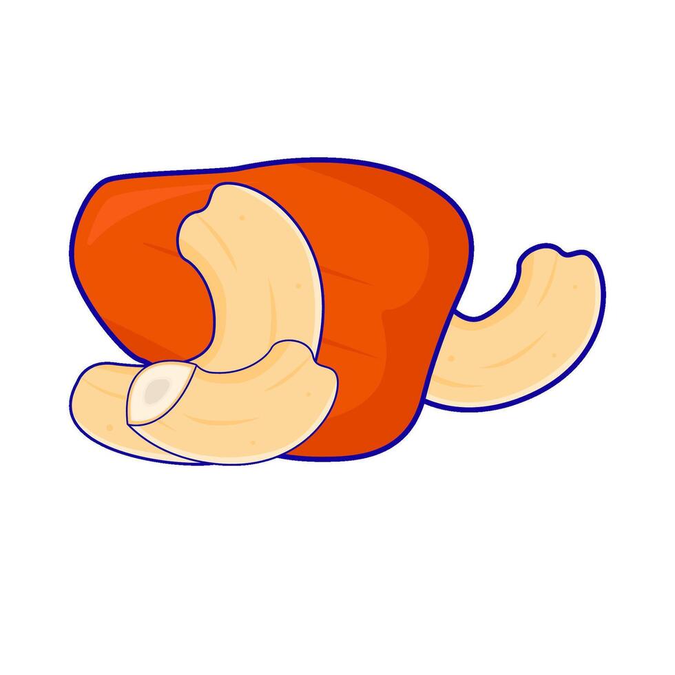 chasew fruit with cashew nut illustration vector