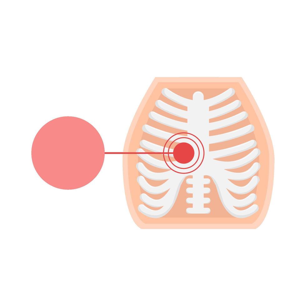 rib bone illustration vector