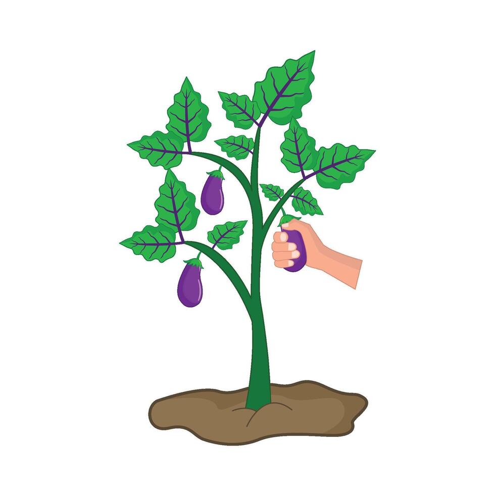 eggplant plant with hand illustration vector