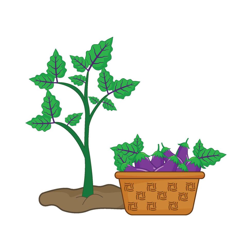 eggplant plant with eggplant in basket illustration vector