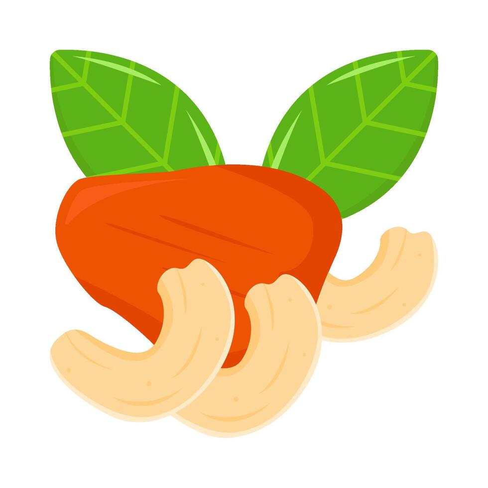 cashew fruit with cashew nuts illustration vector