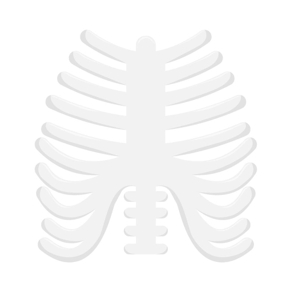 rib bone illustration vector