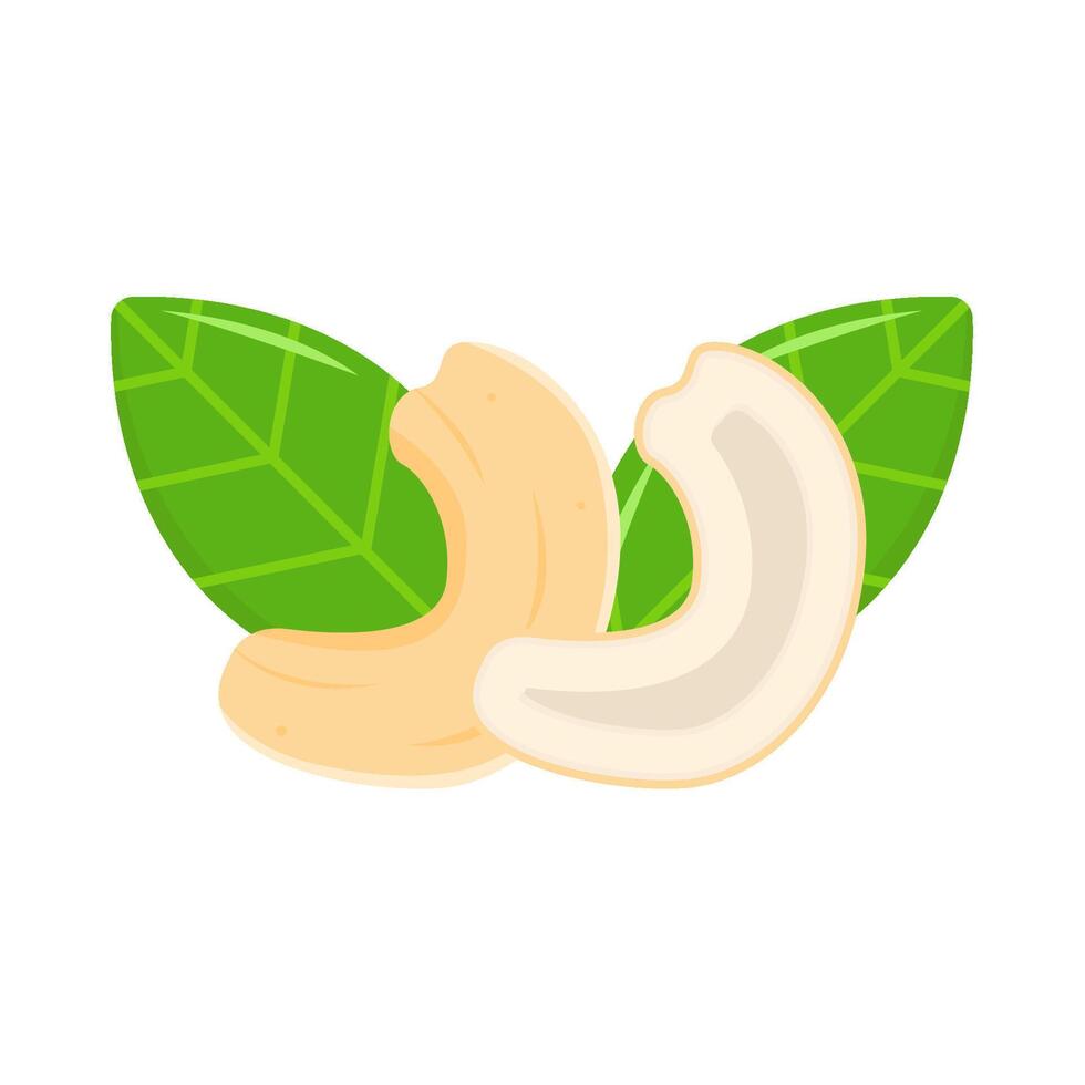 cashew nuts with leaf illustration vector