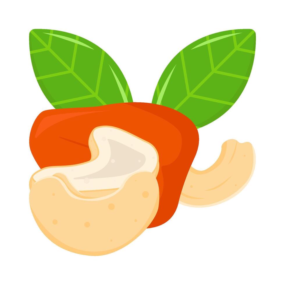 chasew fruit with cashew nut illustration vector