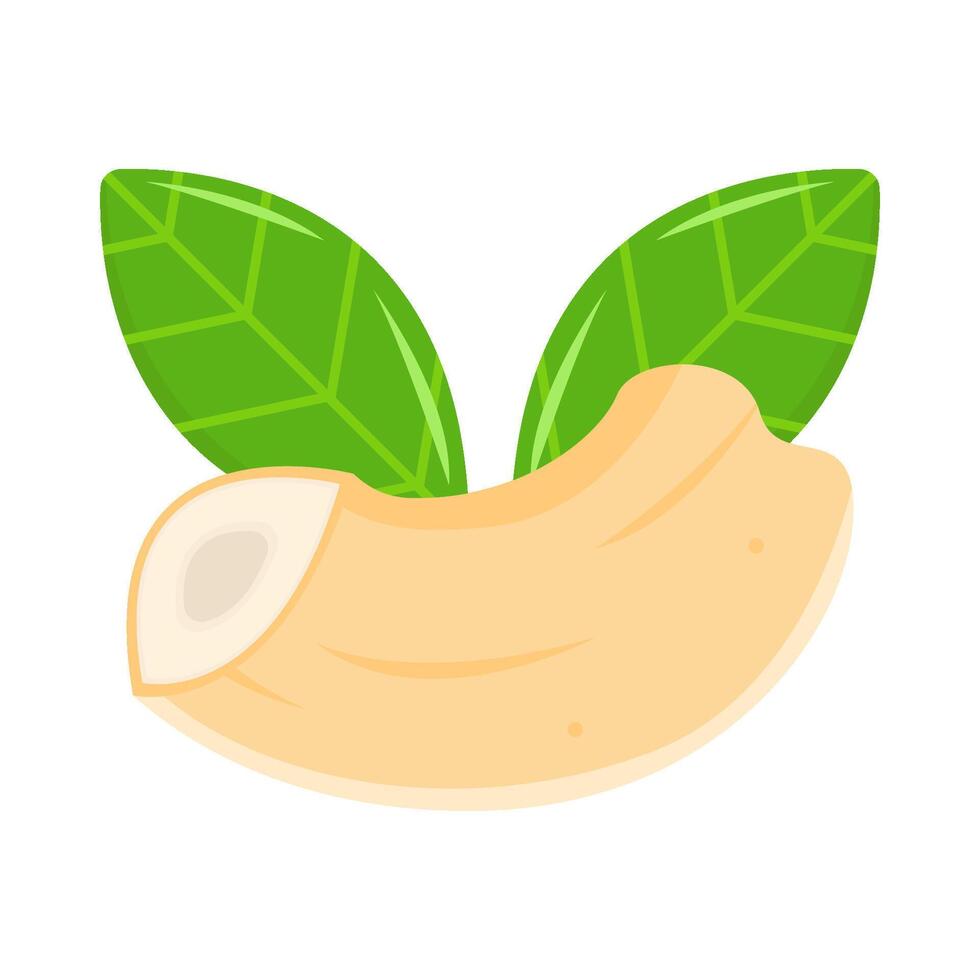 cashew nut with leaf  illustration vector