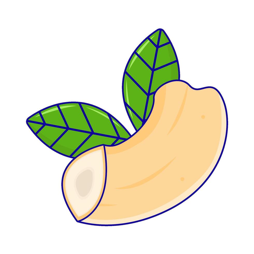 cashew nuts with leaf illustration vector