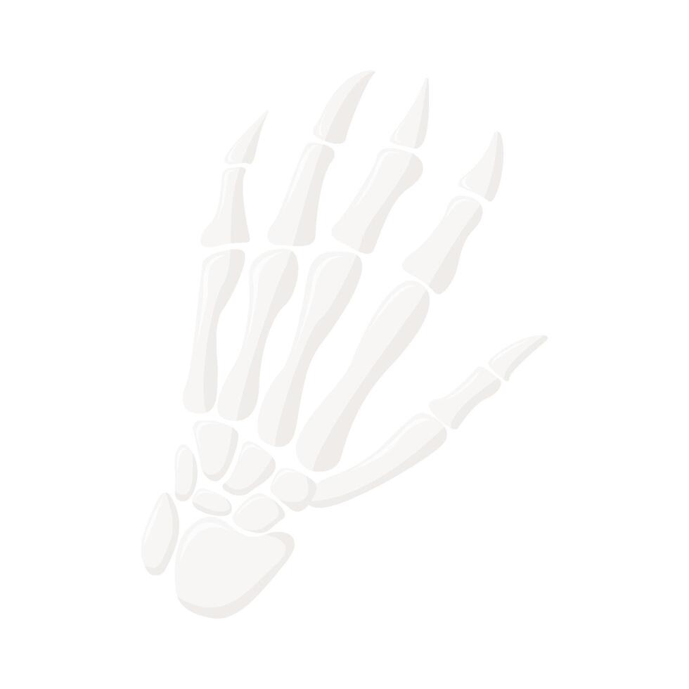hand bone illustration vector