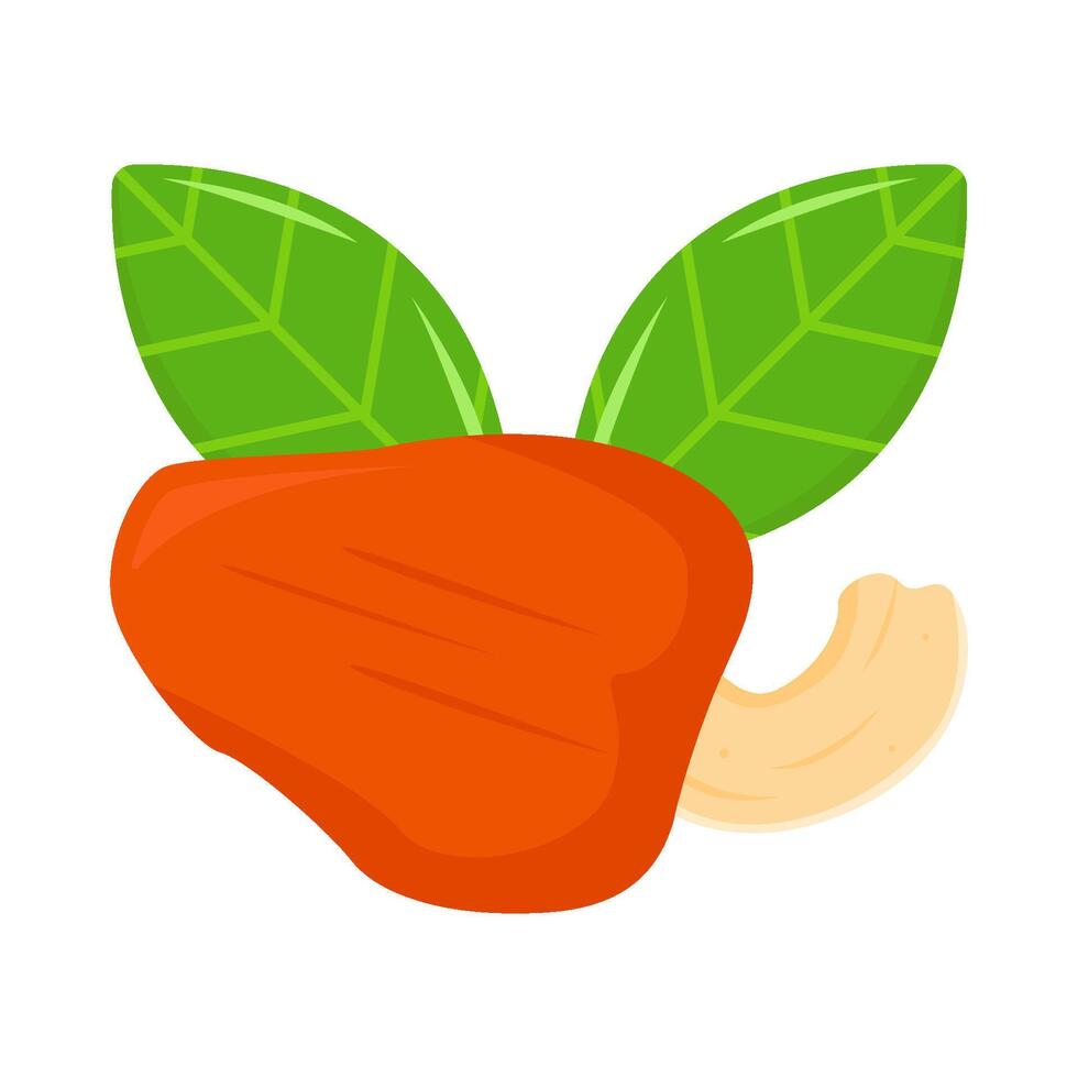 chashew fruit illustration vector