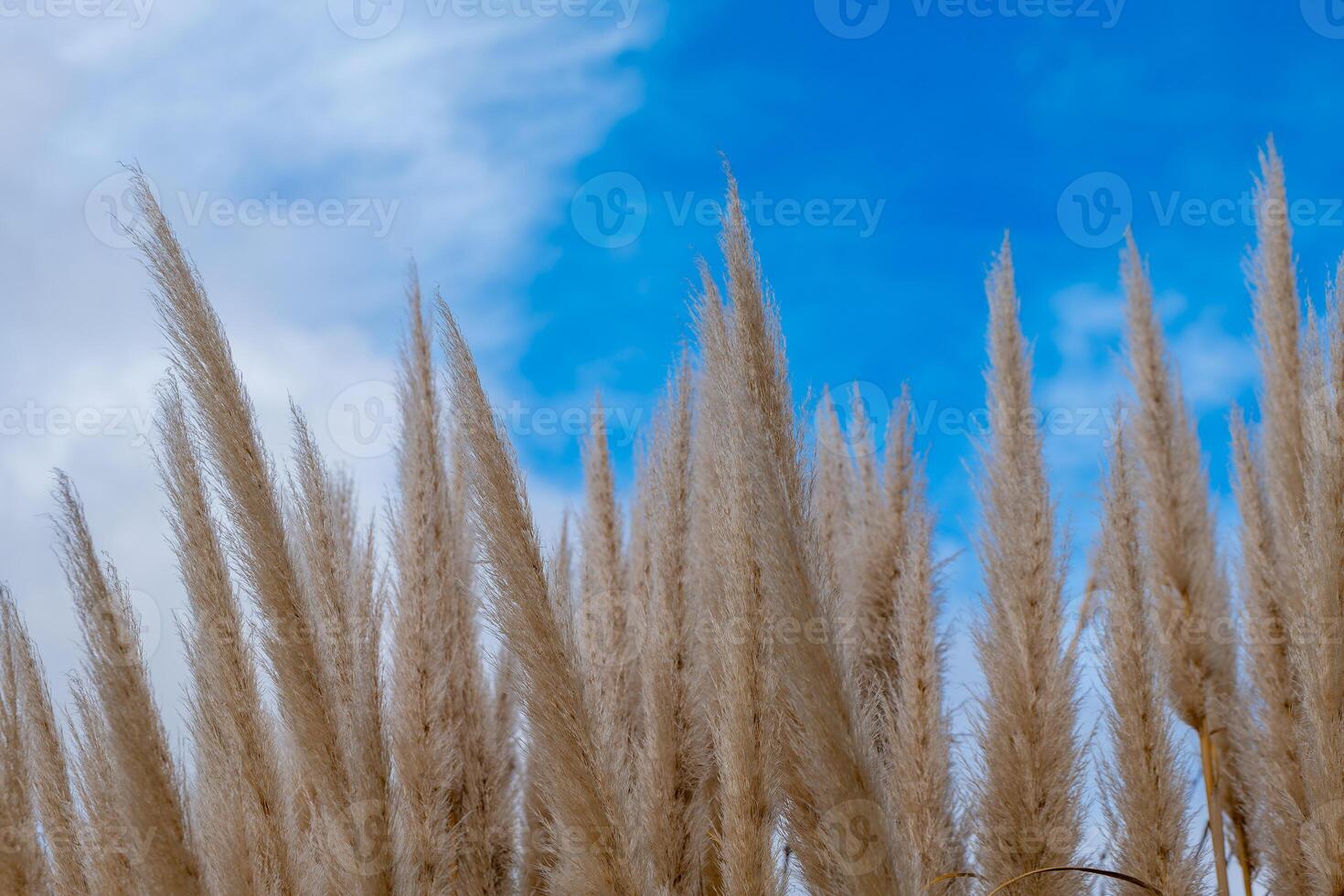 pampas grass with a view from below into the blue sky photo