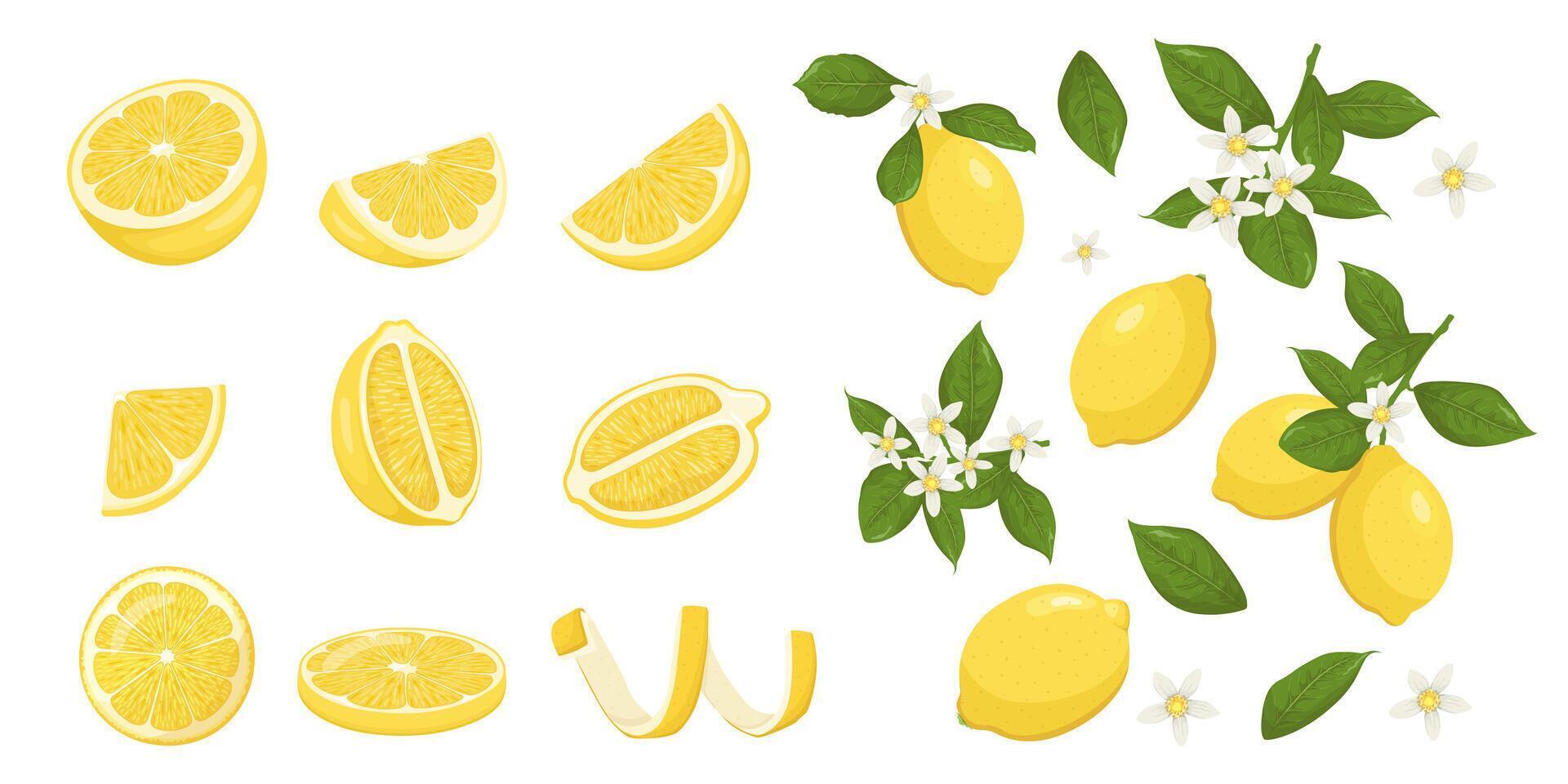 Whole lemon, slices lemon and blossom lemon vector