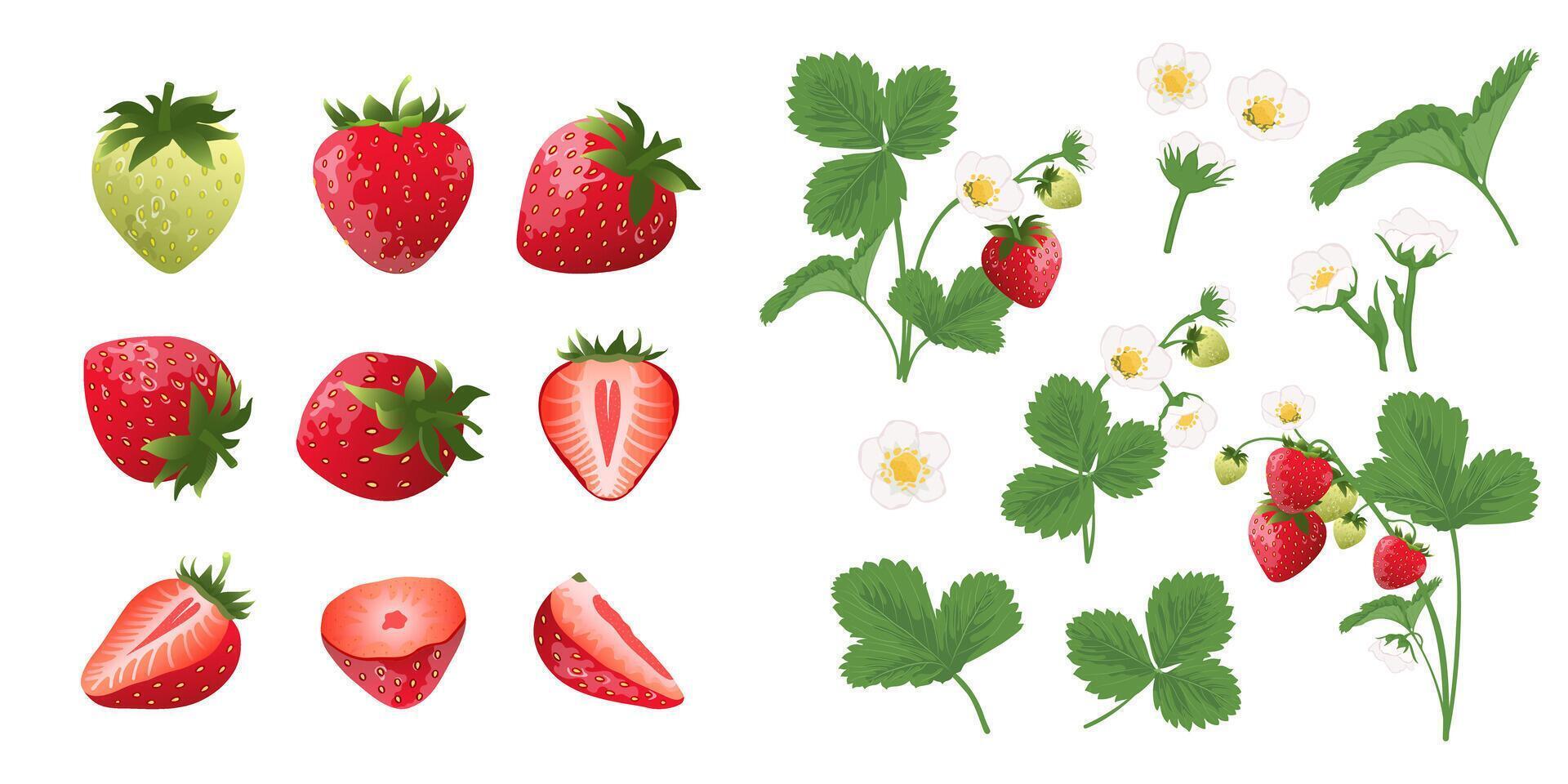 Collection of strawberry slices, whole fruits and strawberry blossom vector