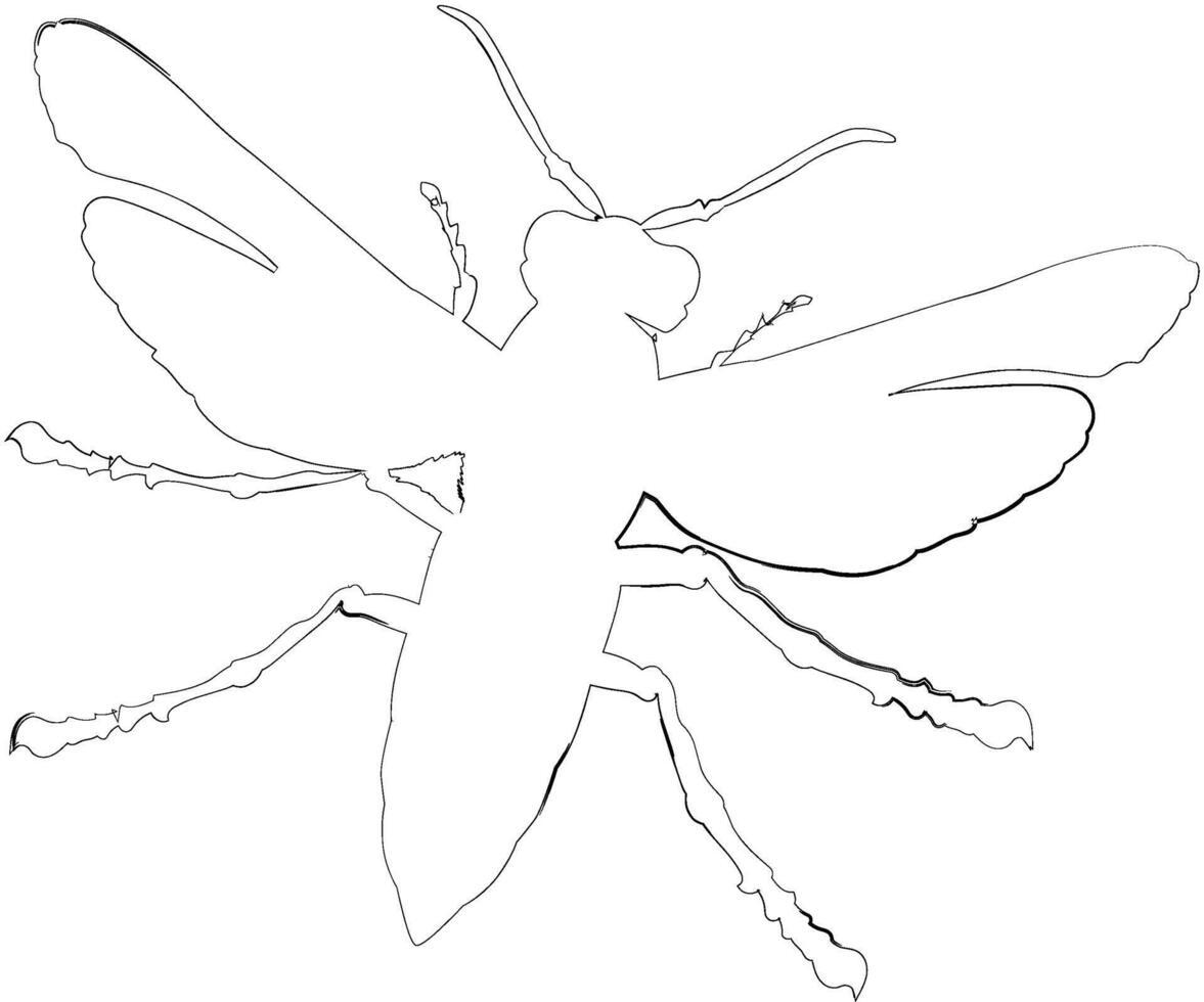 Fly drawing design nature insects. vector