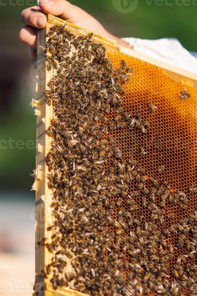 marcos de un Colmena. trabajando abejas en un colmena. abejas giro néctar dentro miel foto