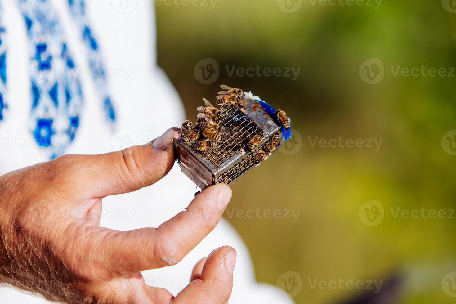 Beekeeper holding a metal queen cage with small swarm of bees on blurred background. Man's hand holding small cage for queen bee and some honey bees crawling on it. Closeup photo