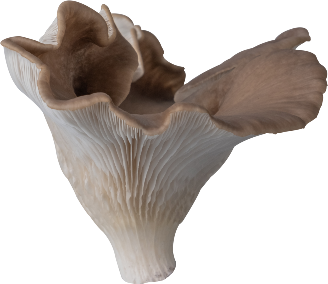 edible mushroom cut out on transparent background. png