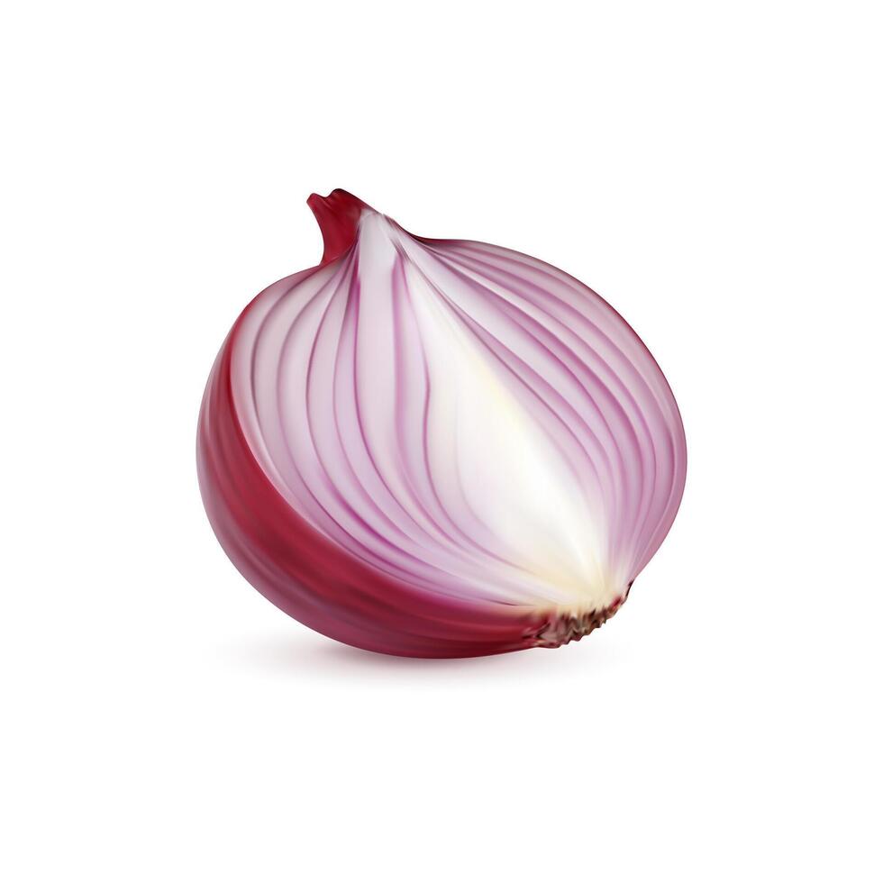 Ripe raw realistic red onion vegetable half, 3d vector