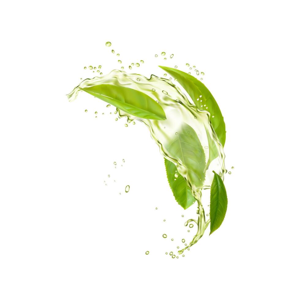 Green tea leaves in water splash, herbal drink vector