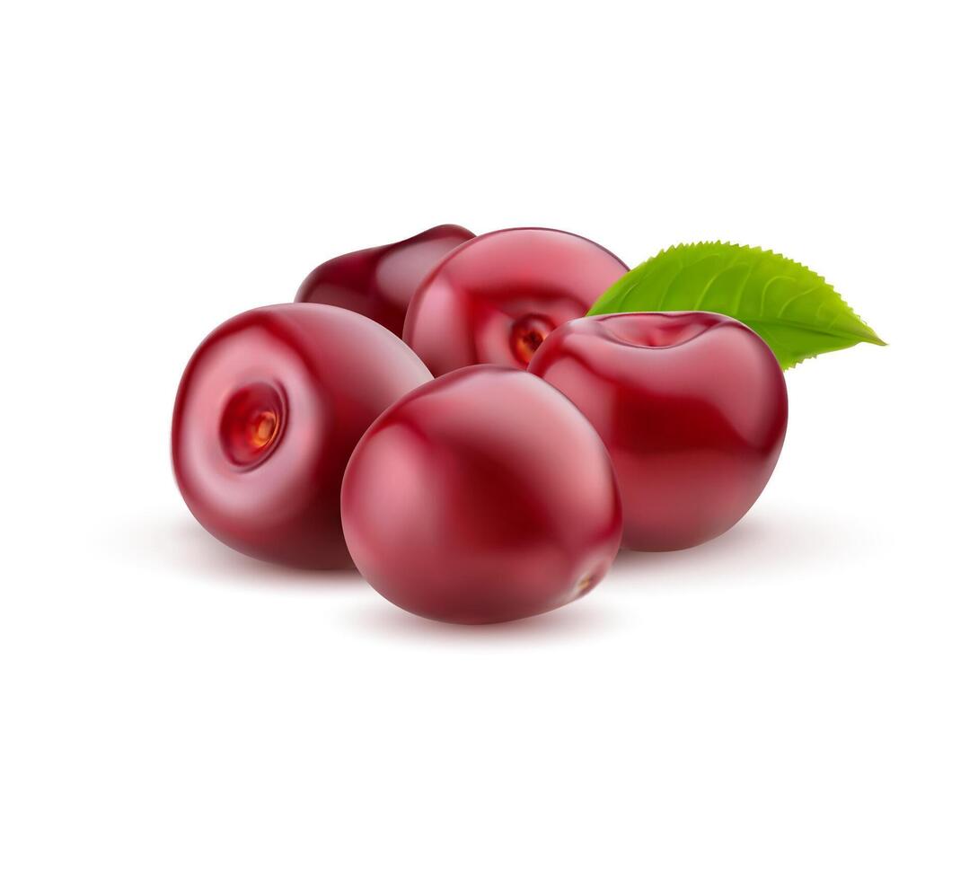 Realistic ripe cherry, raw red cherry berry bunch vector