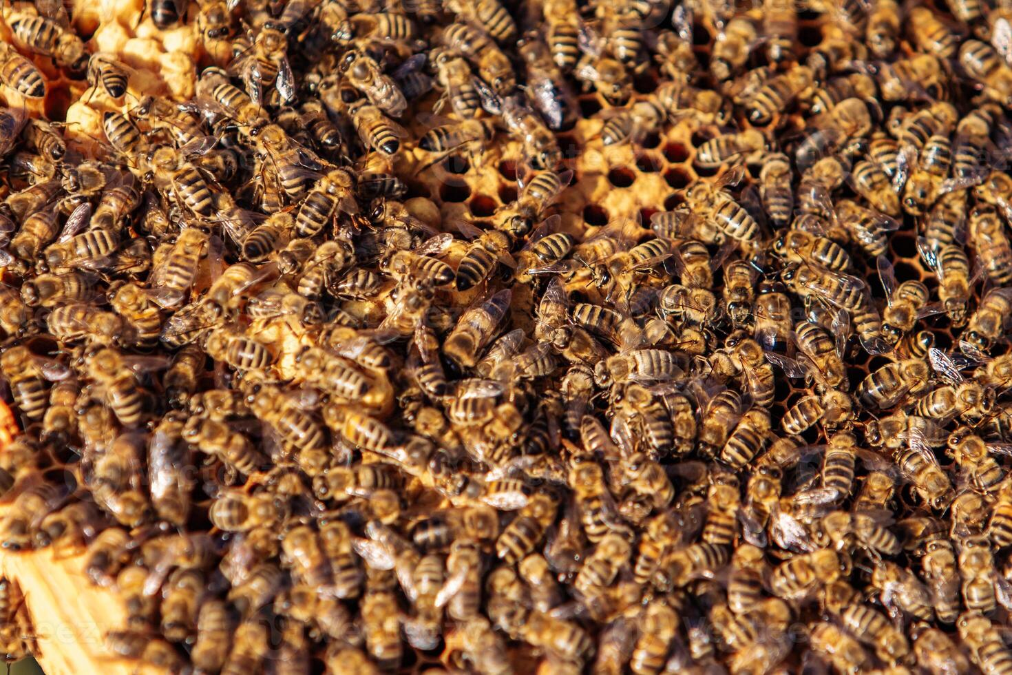 Working bees on honeycomb. Frames of a bee hive. Apiculture photo