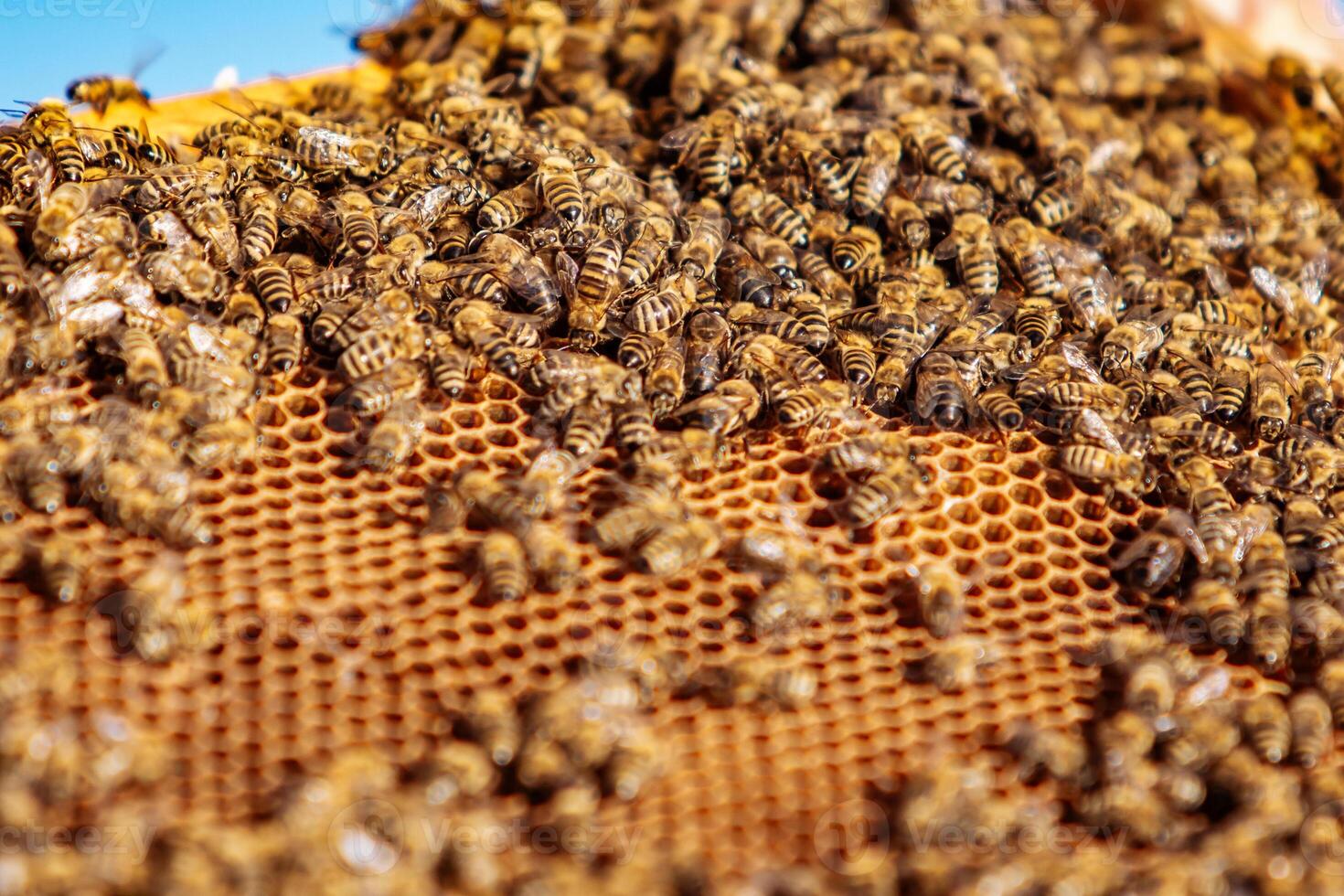 Honeycomb with honey and bees. Beekeeping. Frames of a bee hive. Apiculture photo