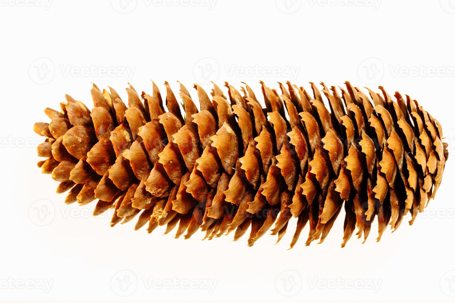 Pine tree cone isolated on white. Christmas decoration. photo