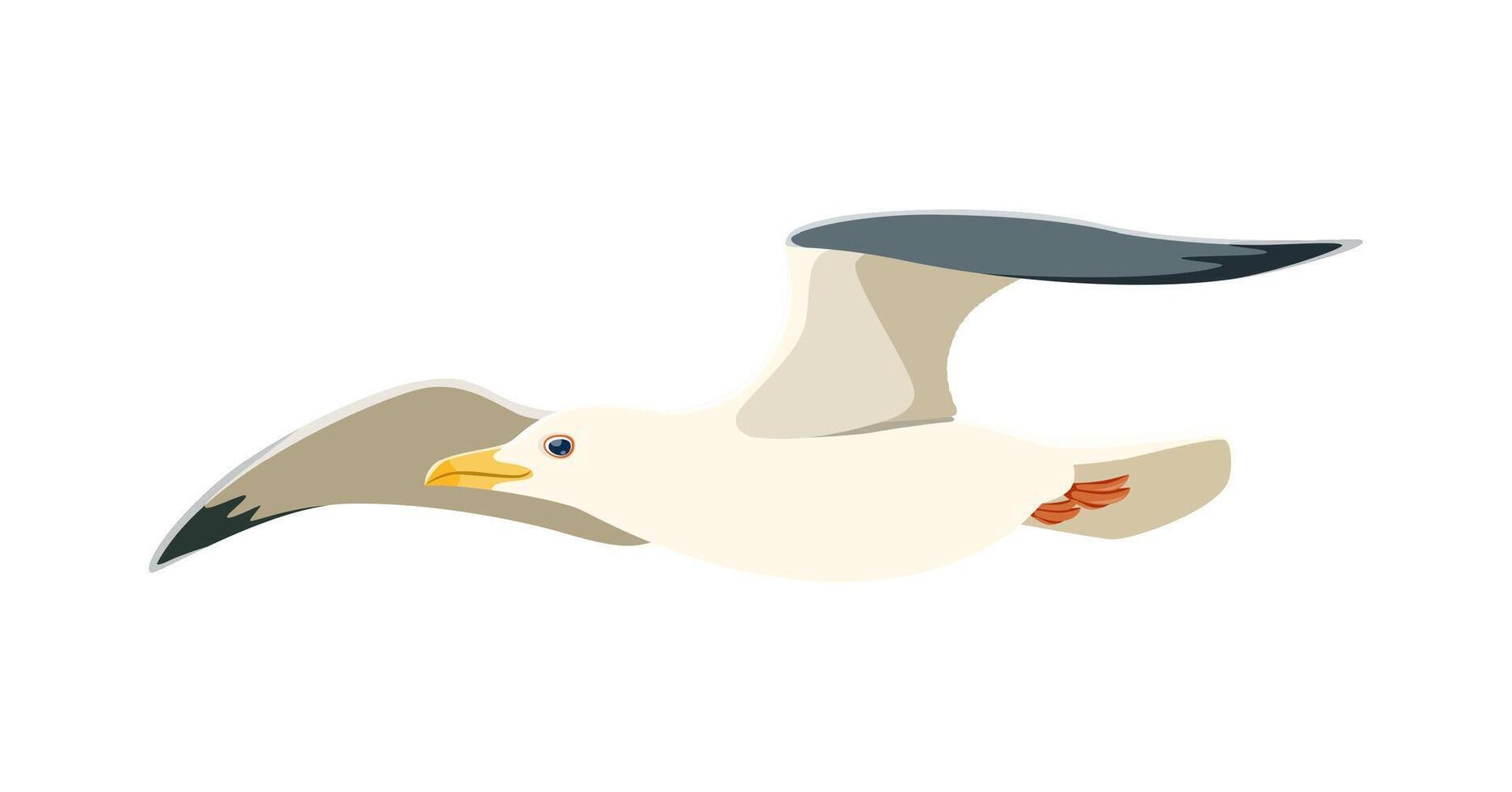 Cartoon seagull, Isolated graceful and free bird vector