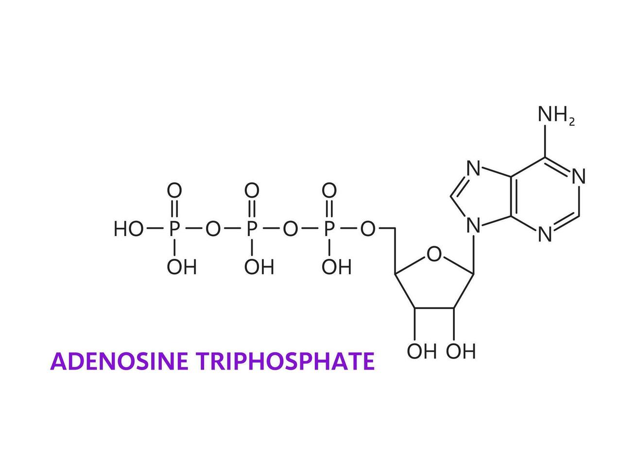 neurotransmisor adenosina trifosfato fórmula vector