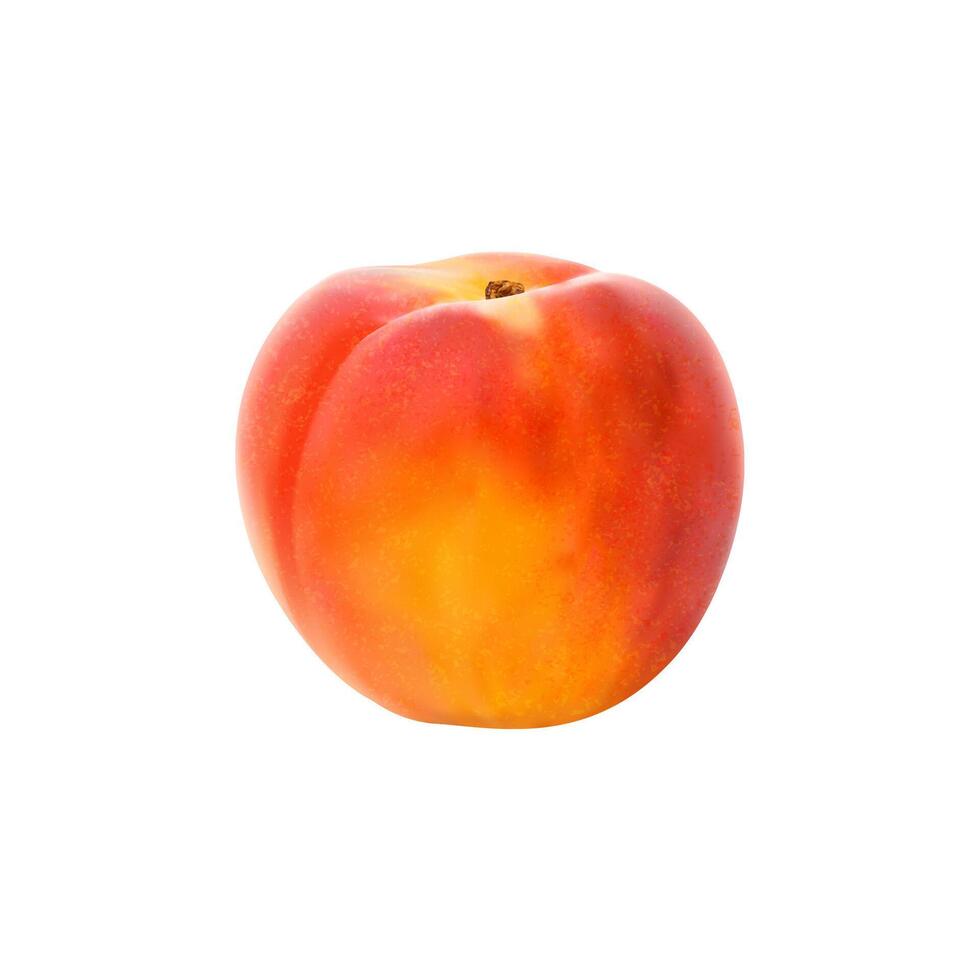 Realistic ripe raw peach or nectarine fruit, food vector