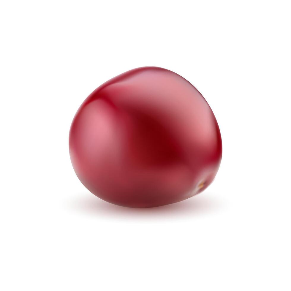 Realistic ripe cherry, raw red cherry berry. vector
