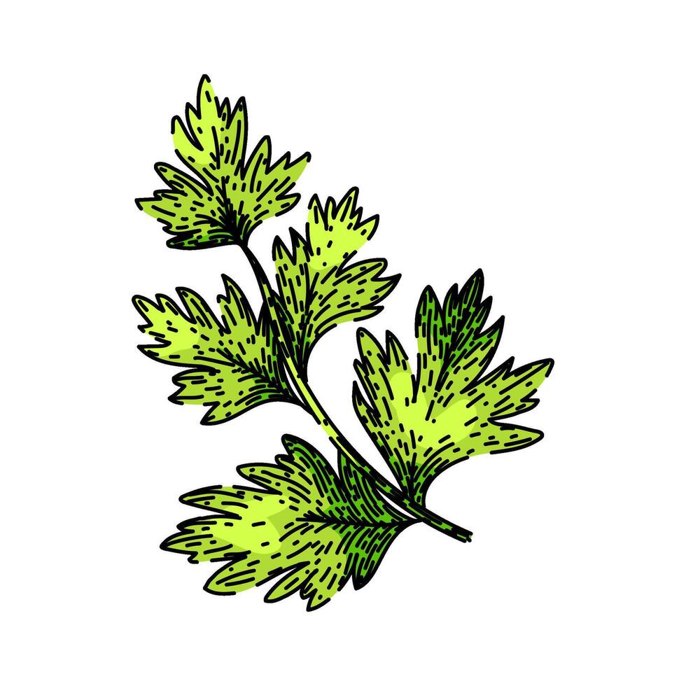 cilantro perifollo bosquejo mano dibujado vector