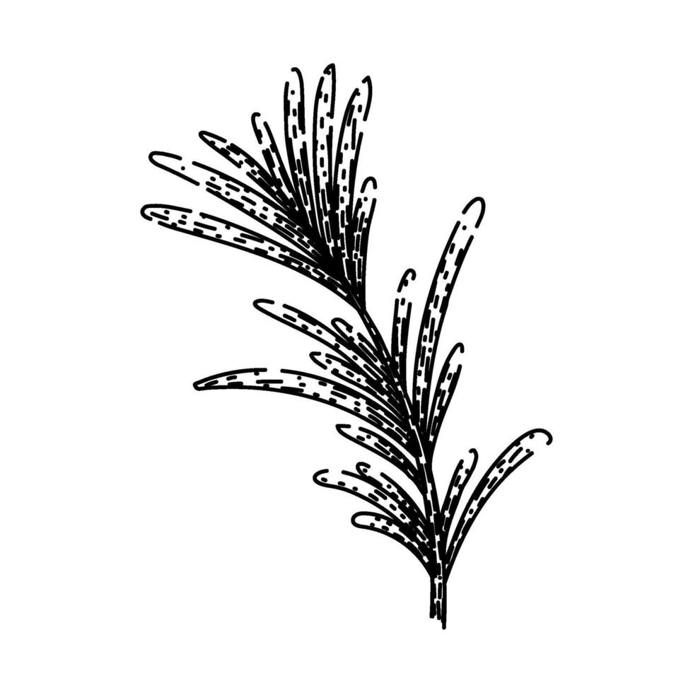 herb rosemary sketch hand drawn vector