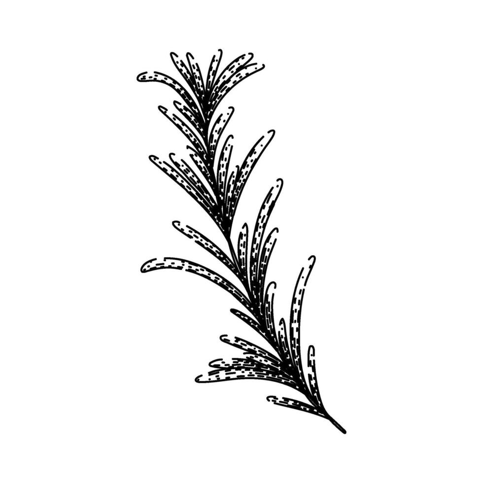 branch rosemary sketch hand drawn vector