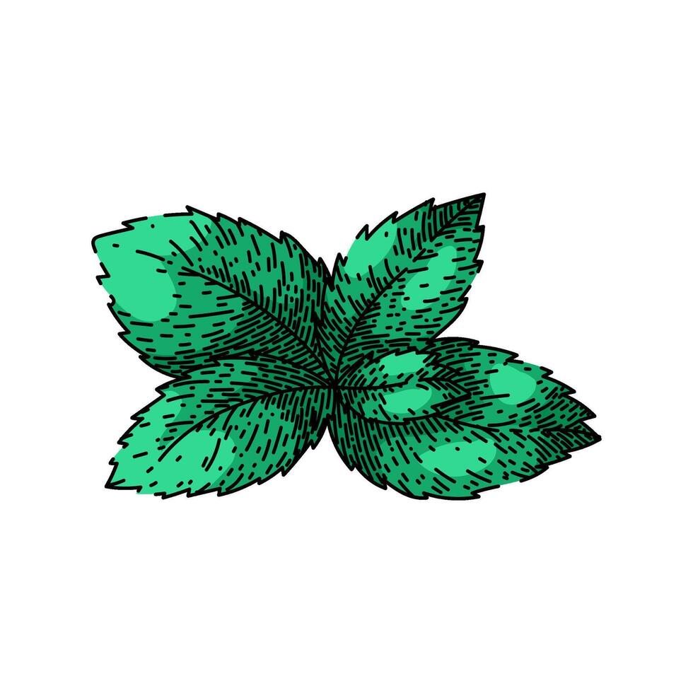 mint mint sketch hand drawn vector