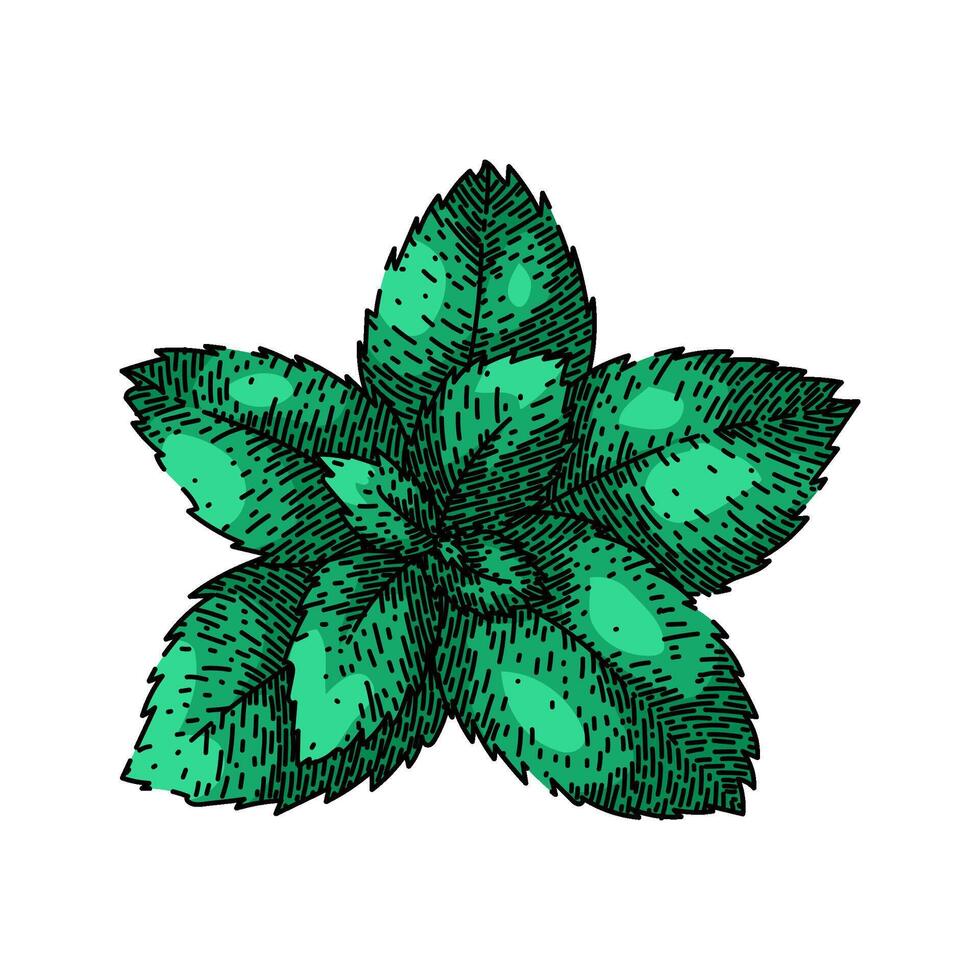 menthol mint sketch hand drawn vector