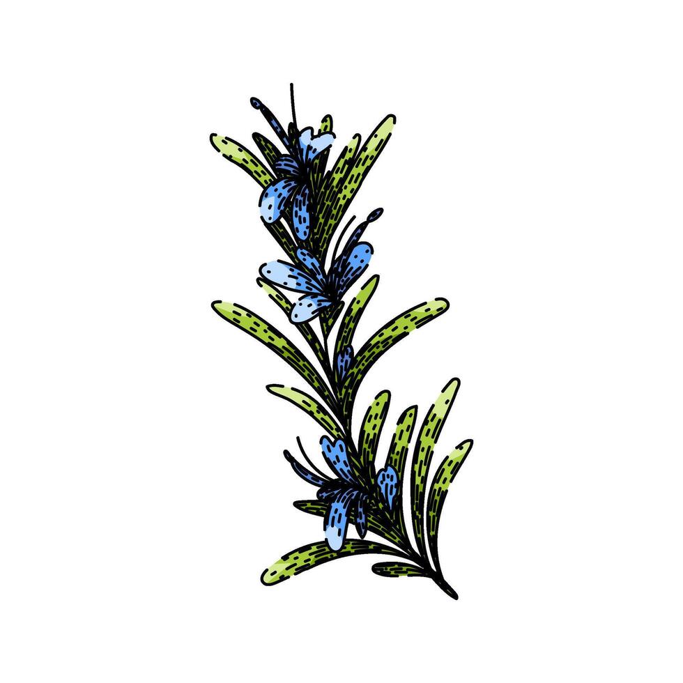 leaves rosemary sketch hand drawn vector