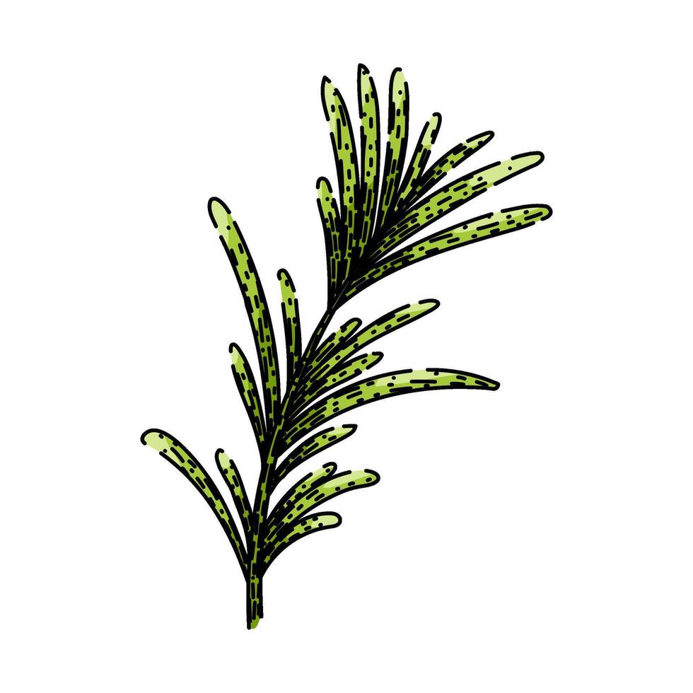 herb rosemary sketch hand drawn vector