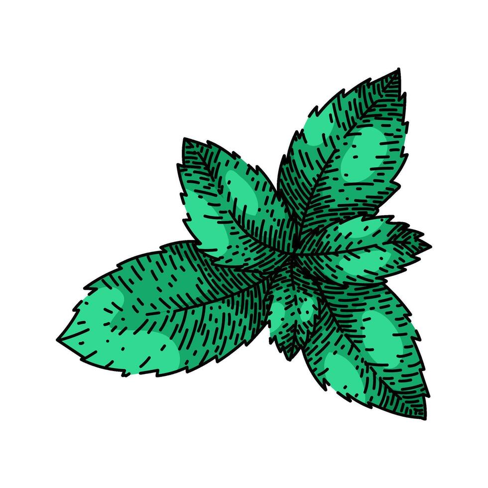 peppermint mint sketch hand drawn vector