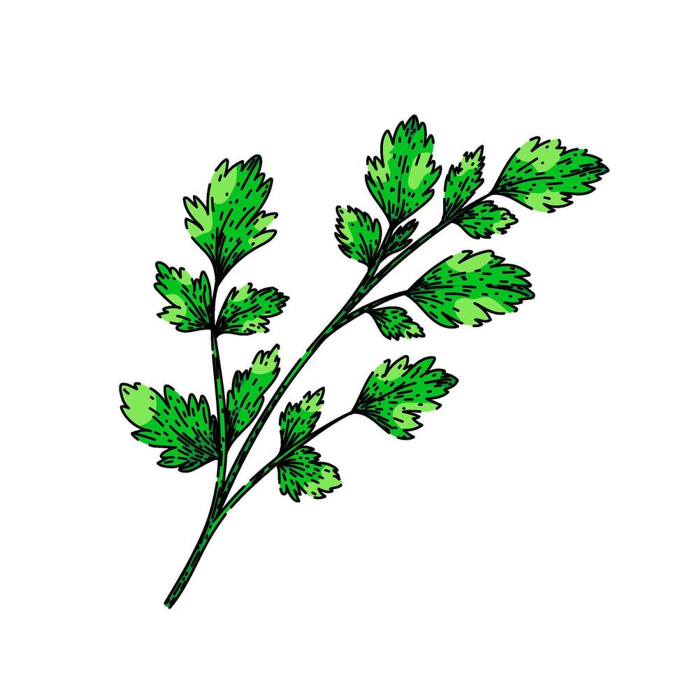 top parsley sketch hand drawn vector