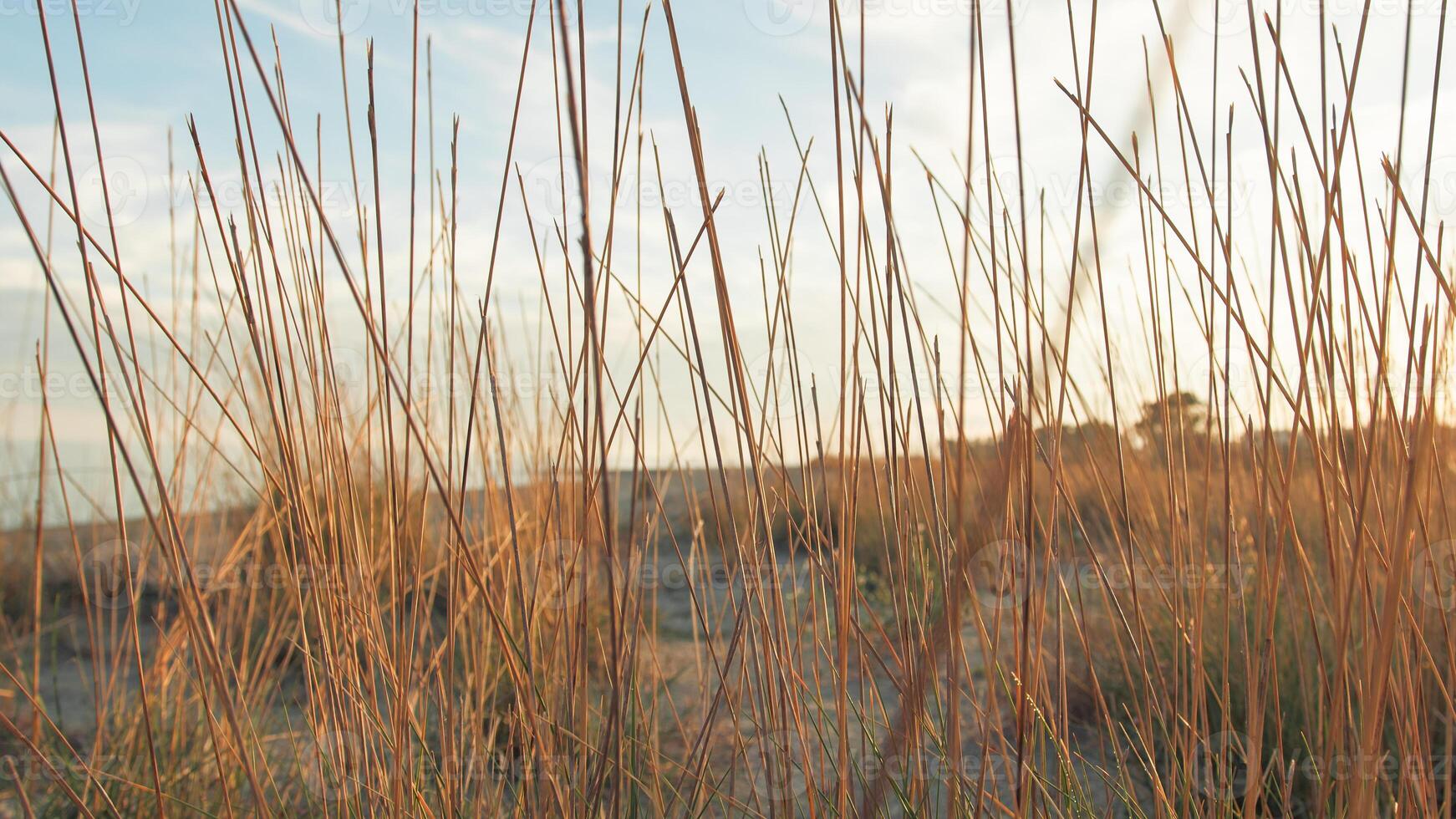 Dry Plants In The Desert Near The Coast Ocean photo