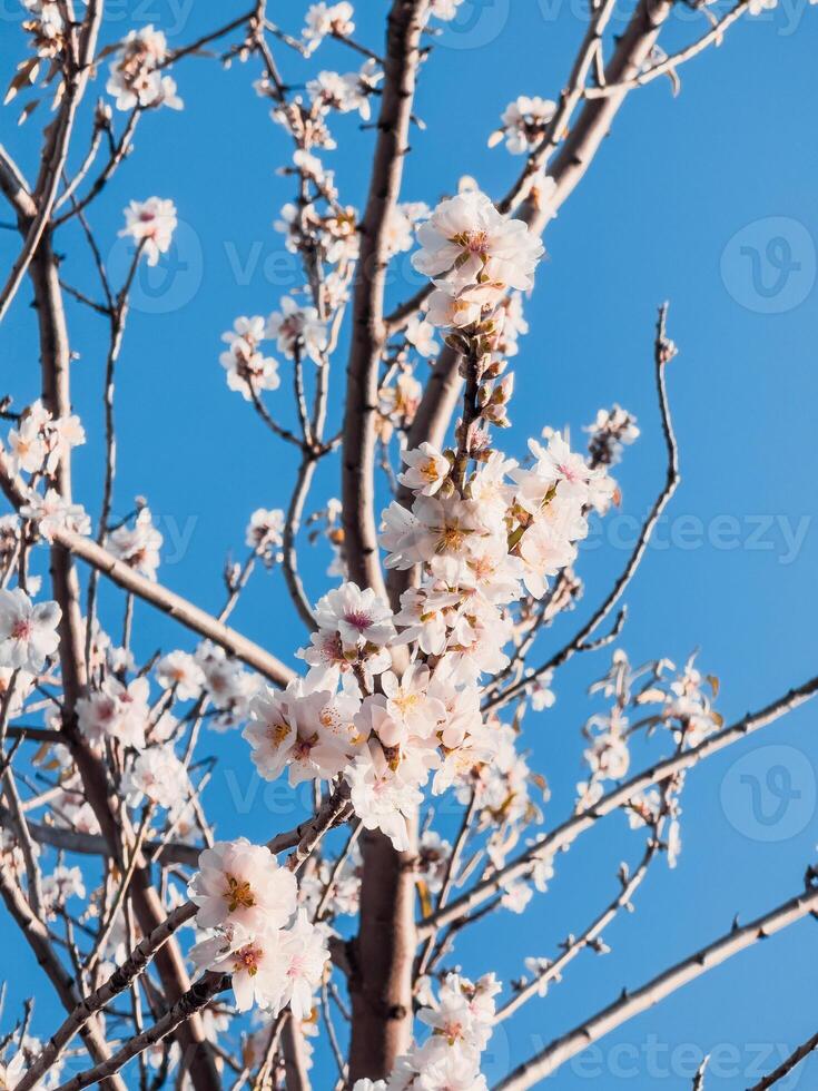 Almond Flowers in the new spring season photo