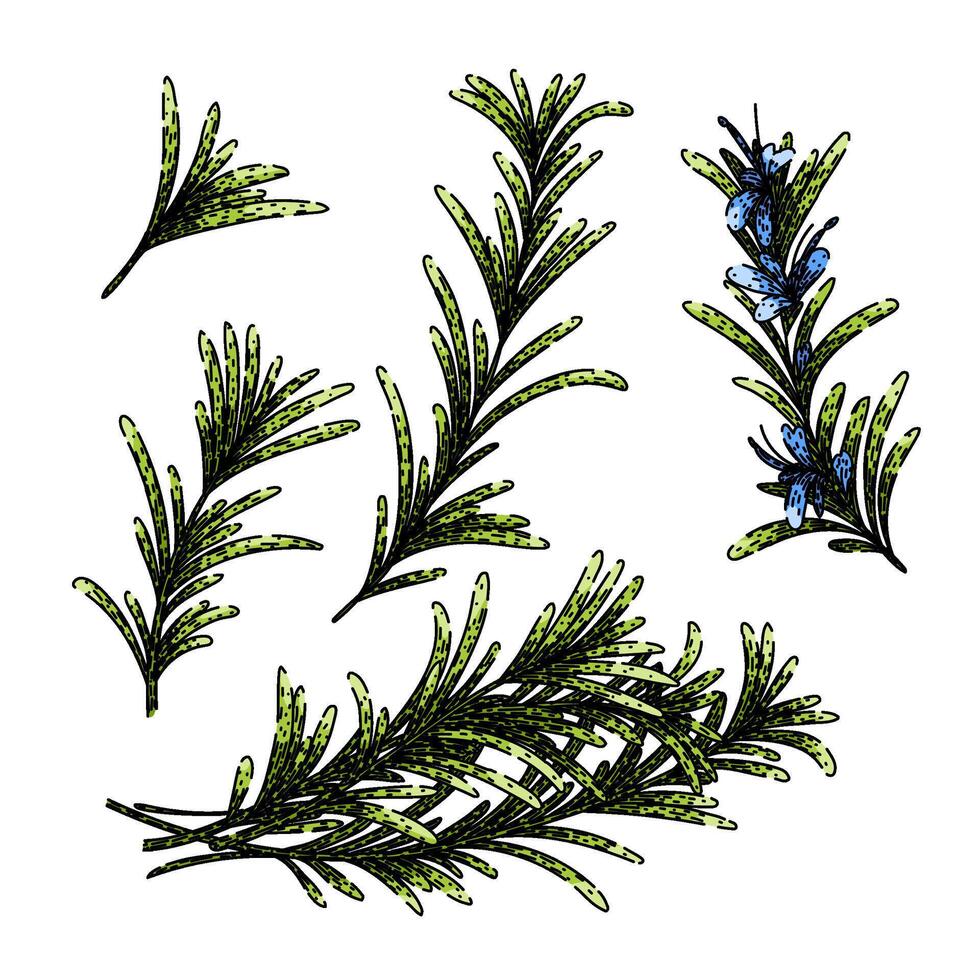 rosemary set sketch hand drawn vector