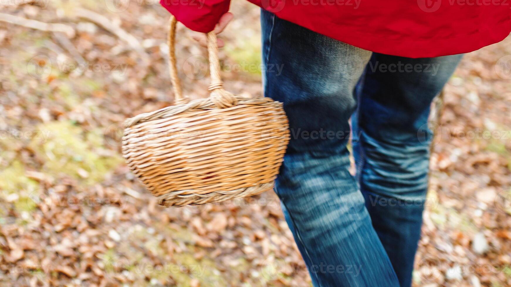 Elderly man walking with basket for picking mushrooms in the mountain photo