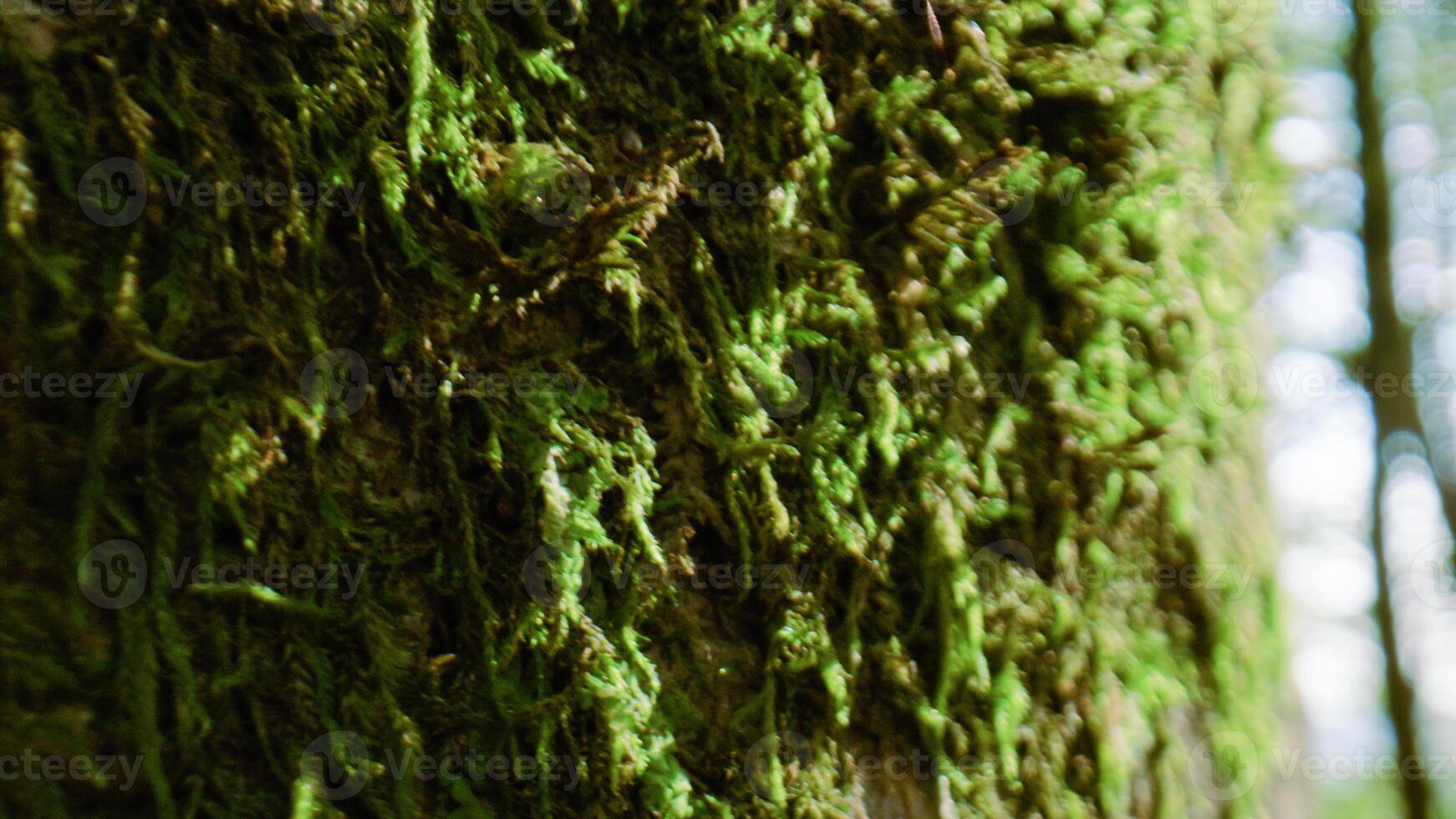 Moss of a Forest macro view photo
