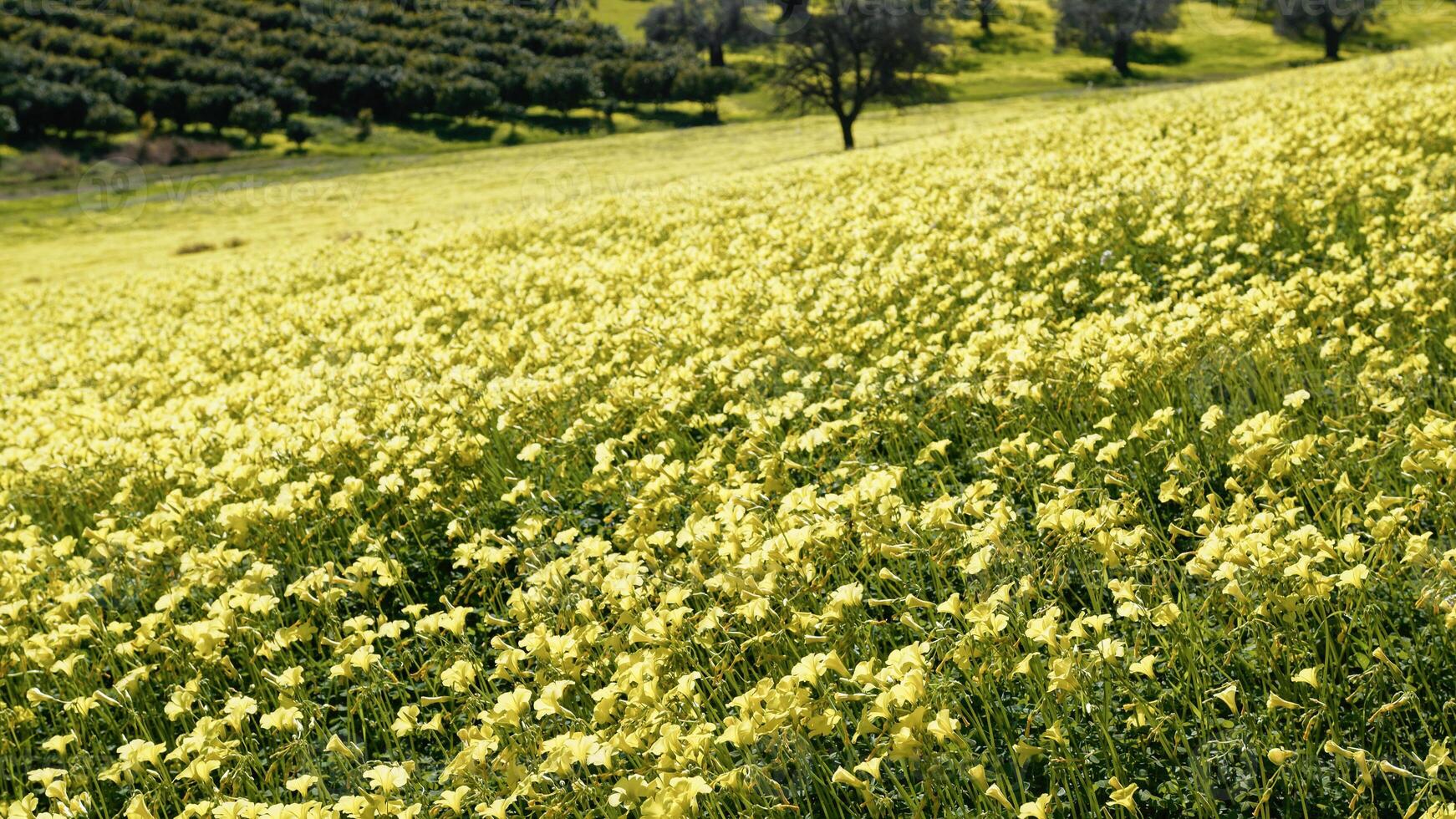 Spring With Yellow Sorrel Flowers In Nature Sicily Park photo