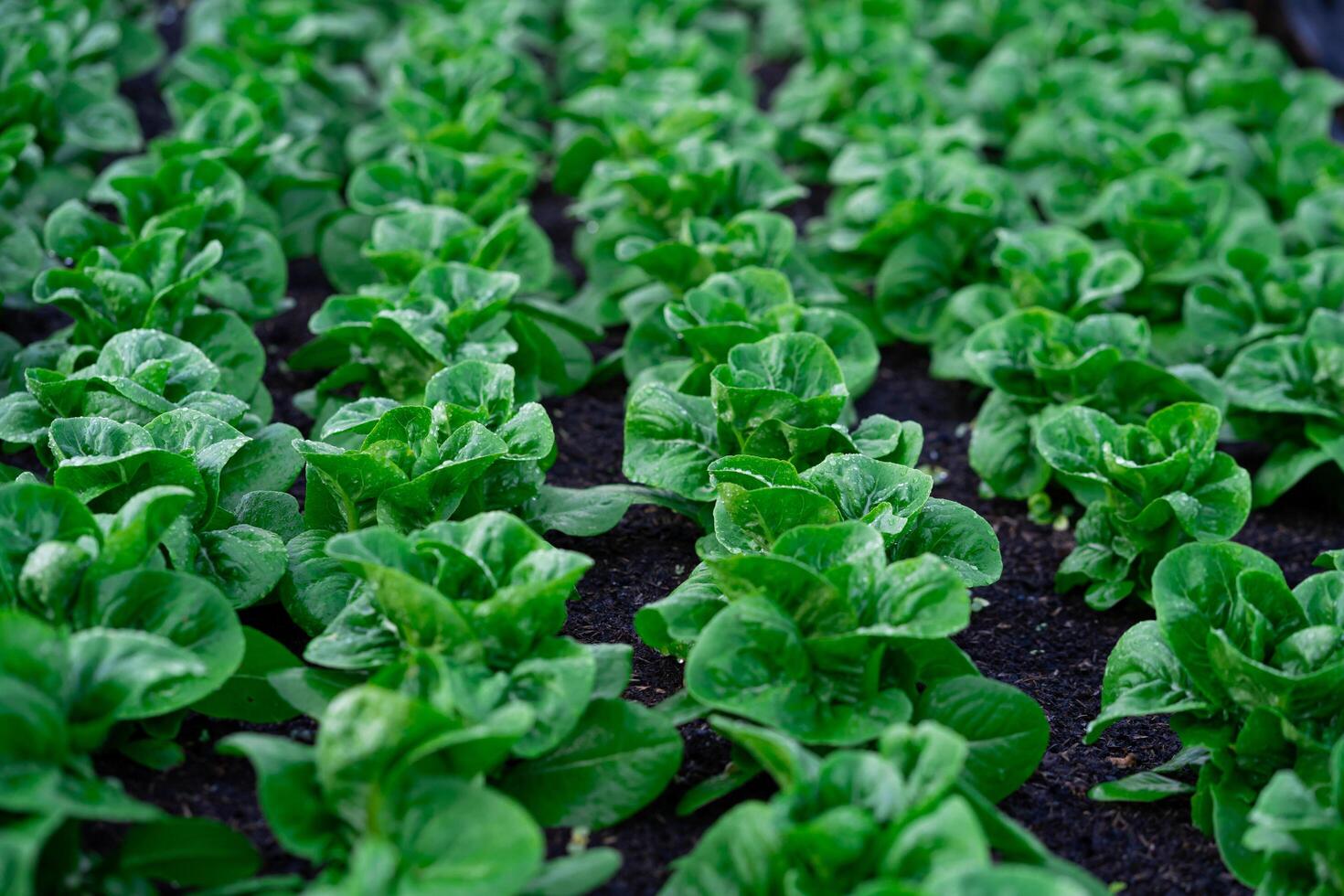 Greenhouse Hydroponic Vegetable Farm Fresh vegetable salad grown in the garden. Fresh vegetables grown from gardeners Green leafy vegetables on the farm. photo